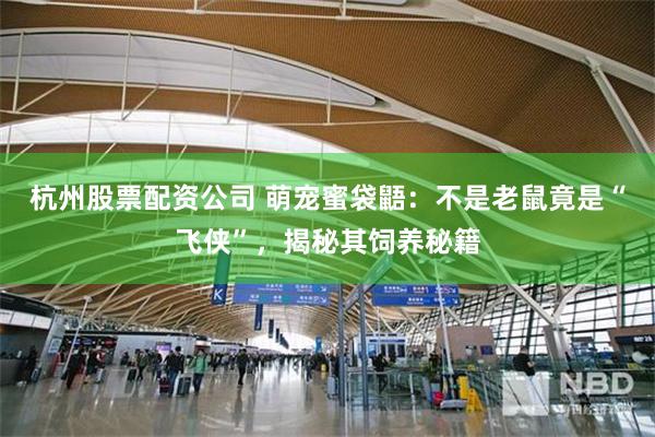杭州股票配资公司 萌宠蜜袋鼯：不是老鼠竟是“飞侠”，揭秘其饲养秘籍