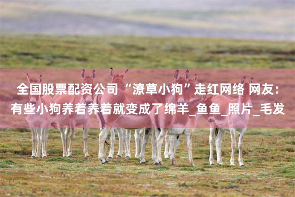 全国股票配资公司 “潦草小狗”走红网络 网友：有些小狗养着养着就变成了绵羊_鱼鱼_照片_毛发